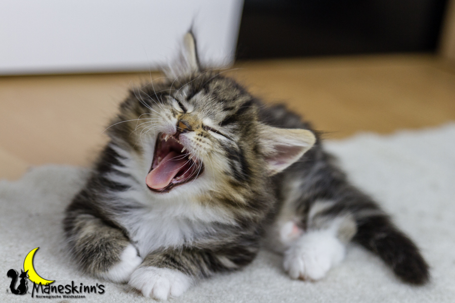 Conran (42 Tage alt)