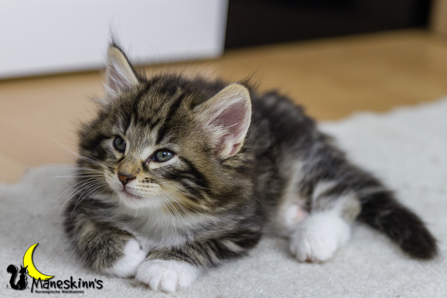 Conran (42 Tage alt)