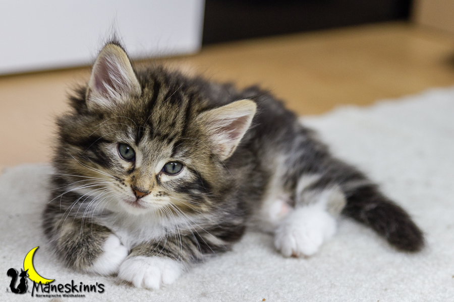 Conran (42 Tage alt)