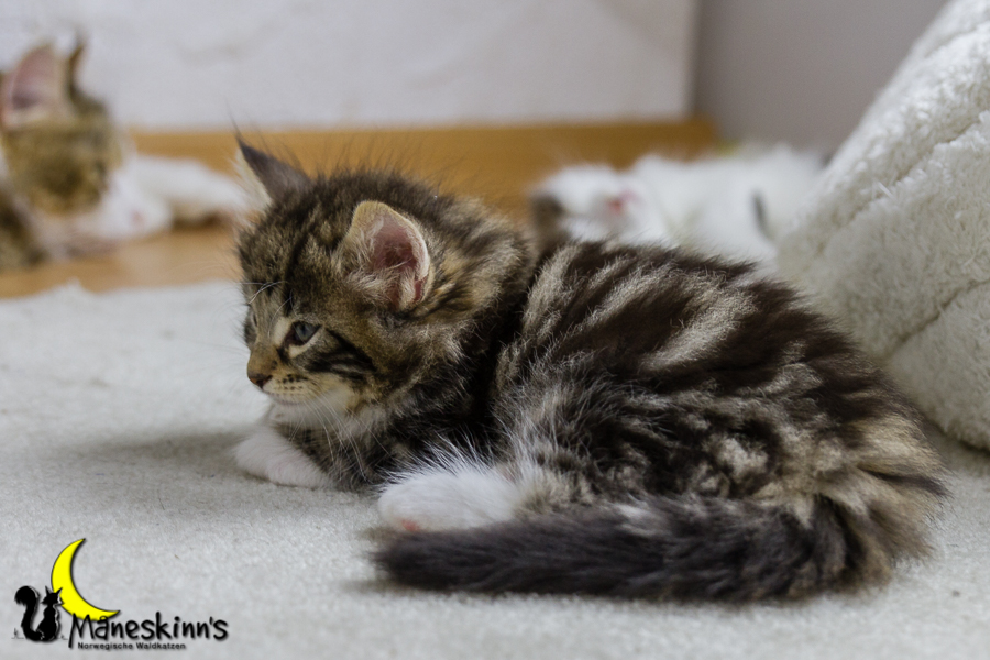 Conran (42 Tage alt)