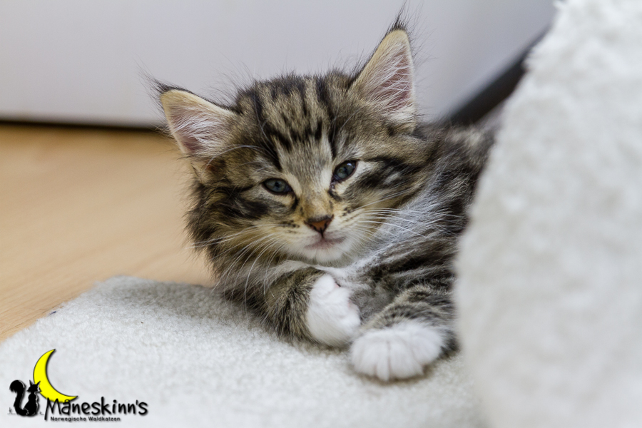 Conran (42 Tage alt)