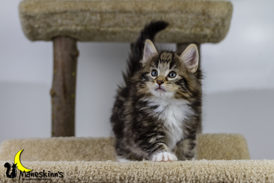 Conran (42 Tage alt)