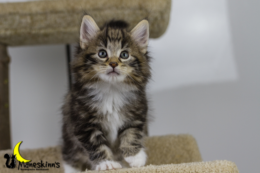 Conran (42 Tage alt)