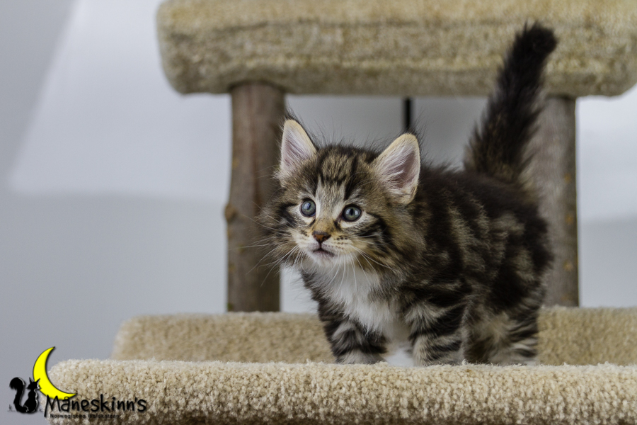 Conran (42 Tage alt)