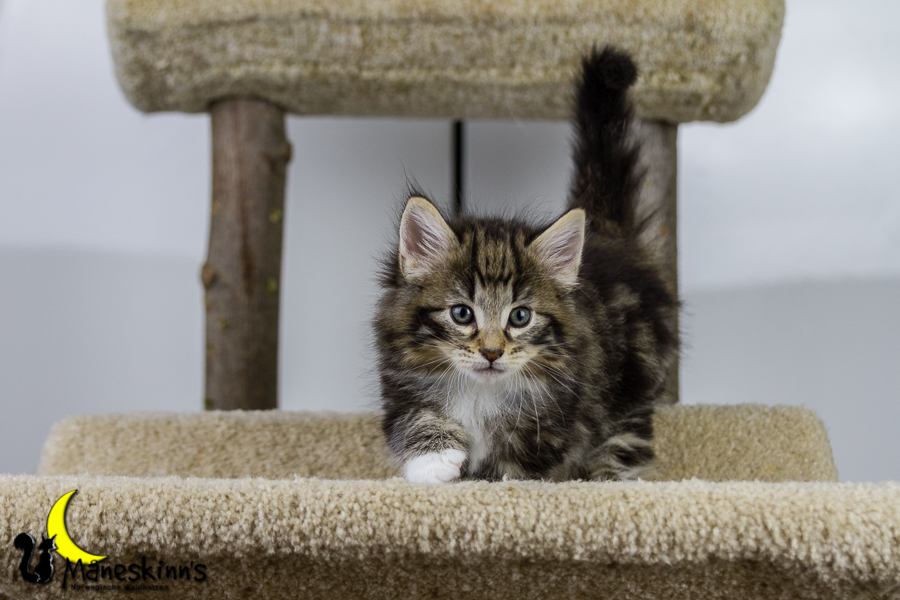 Conran (42 Tage alt)