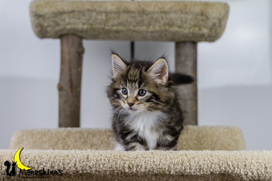 Conran (42 Tage alt)