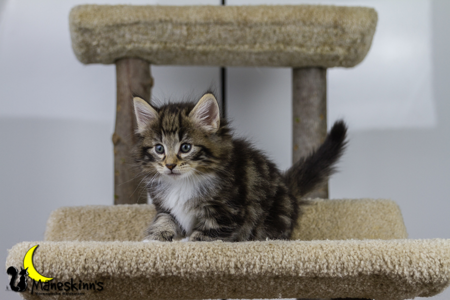 Conran (42 Tage alt)