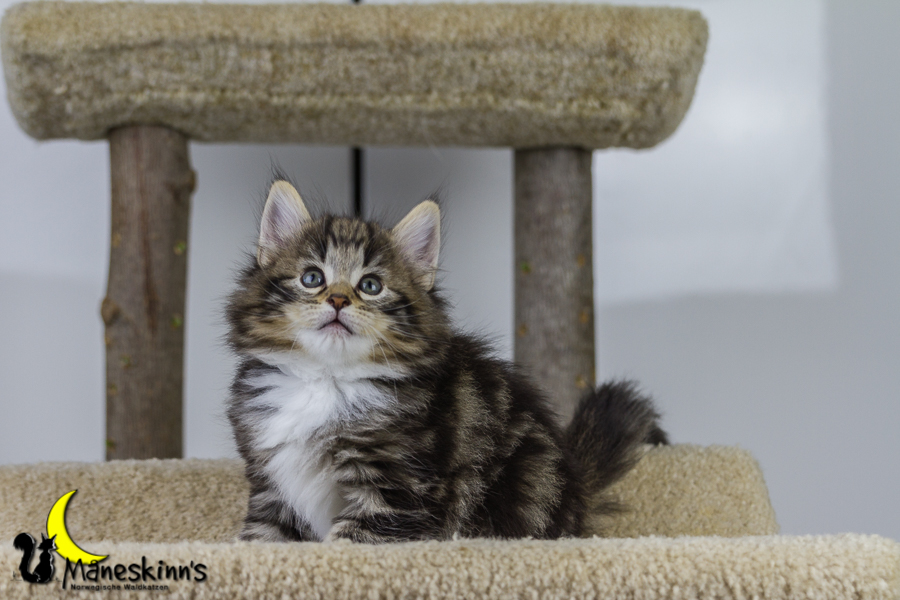 Conran (42 Tage alt)