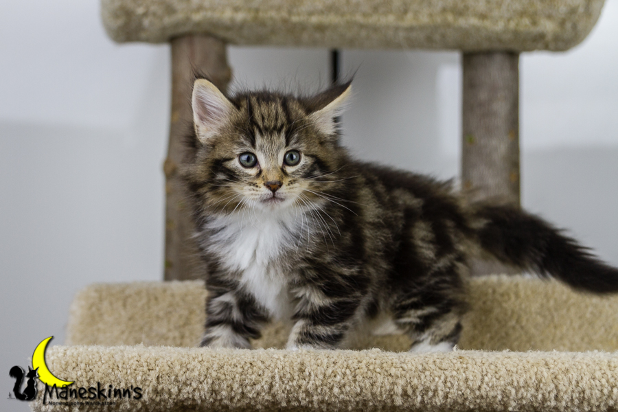 Conran (42 Tage alt)