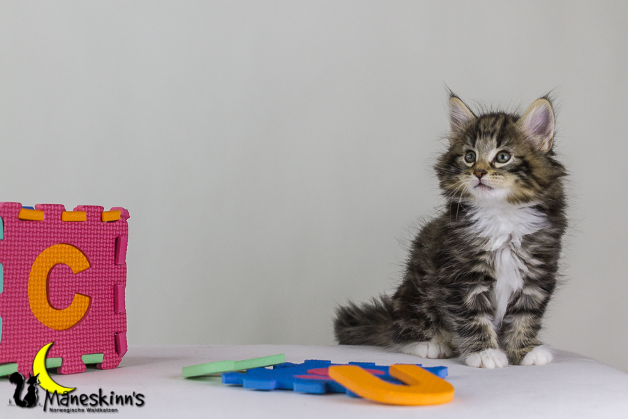 Conran (48 Tage alt)