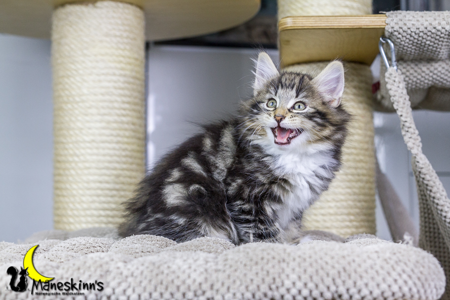 Conran (55 Tage alt)