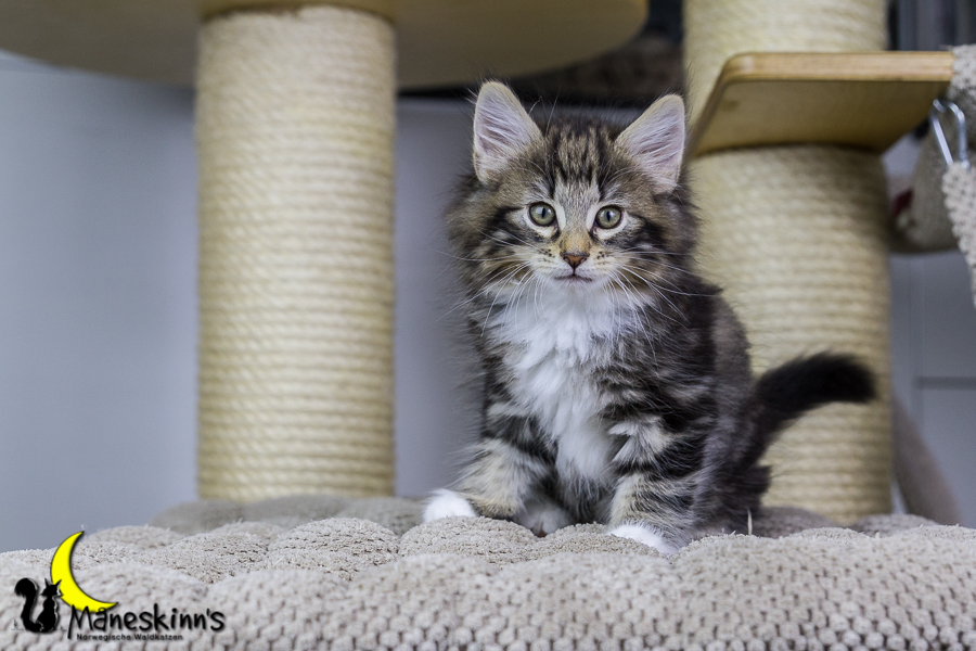 Conran (55 Tage alt)