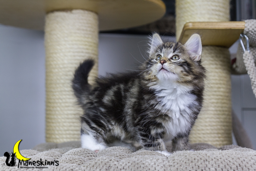 Conran (55 Tage alt)