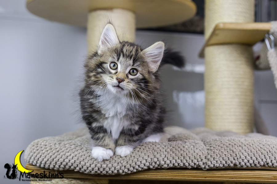 Conran (55 Tage alt)