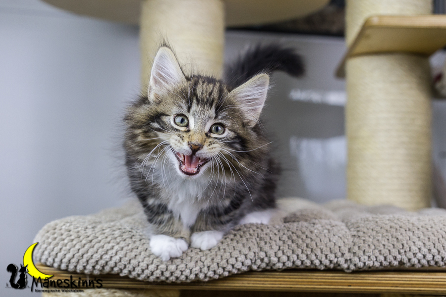 Conran (55 Tage alt)