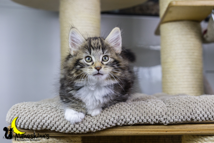 Conran (55 Tage alt)