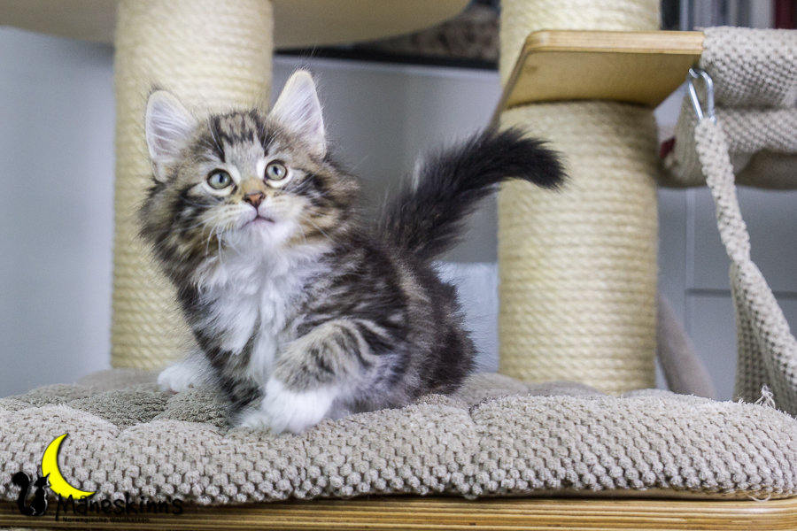 Conran (55 Tage alt)