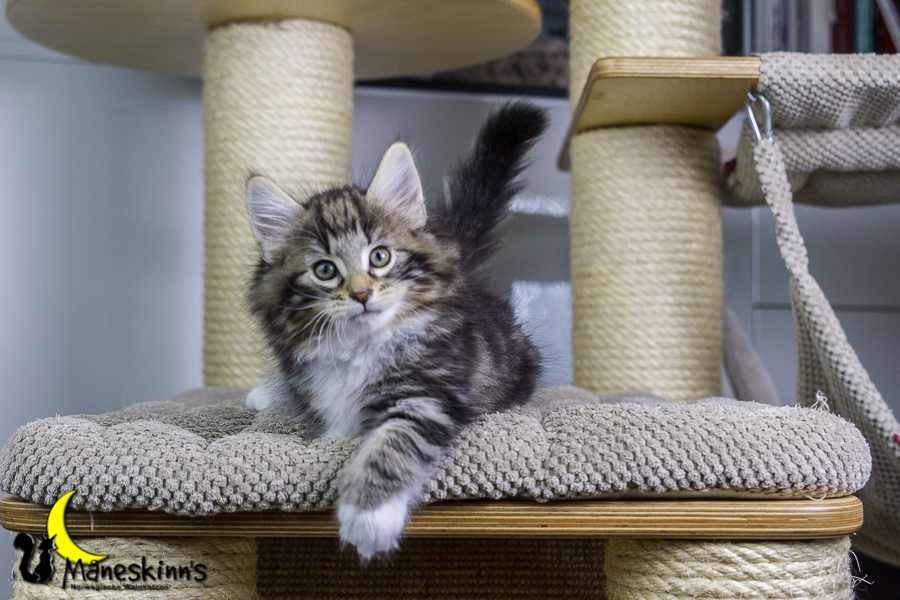 Conran (55 Tage alt)