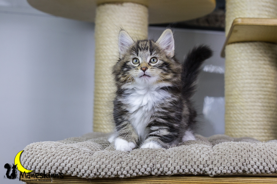 Conran (55 Tage alt)