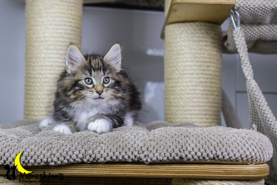 Conran (55 Tage alt)