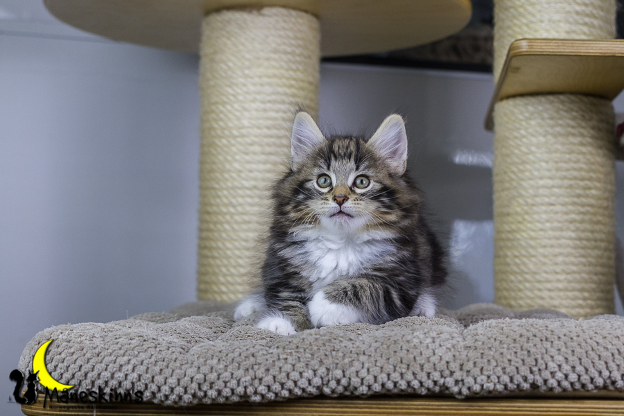 Conran (55 Tage alt)