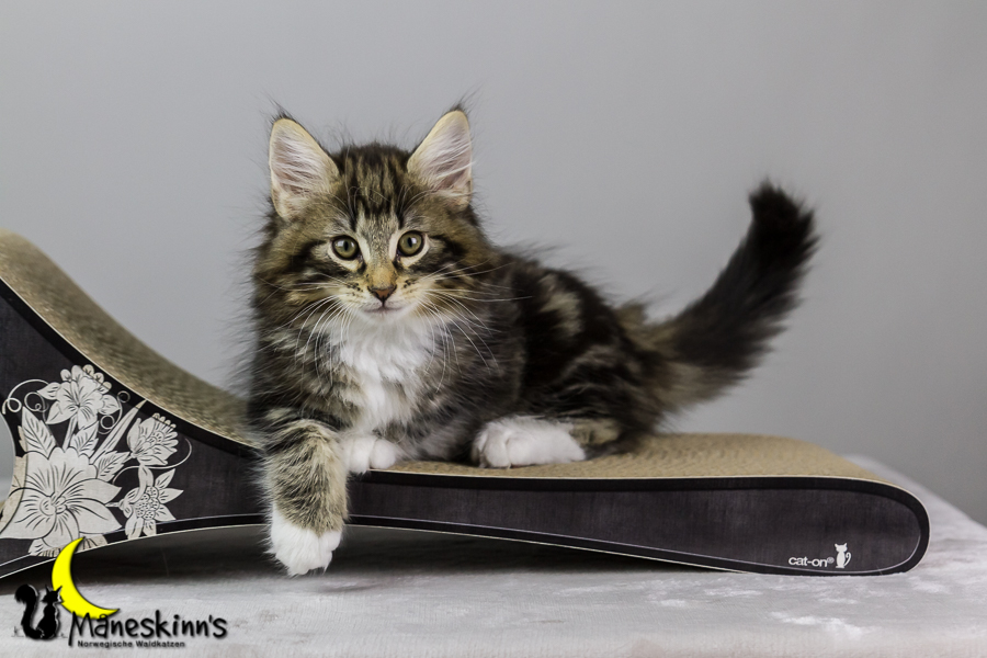 Conran (62 Tage alt)