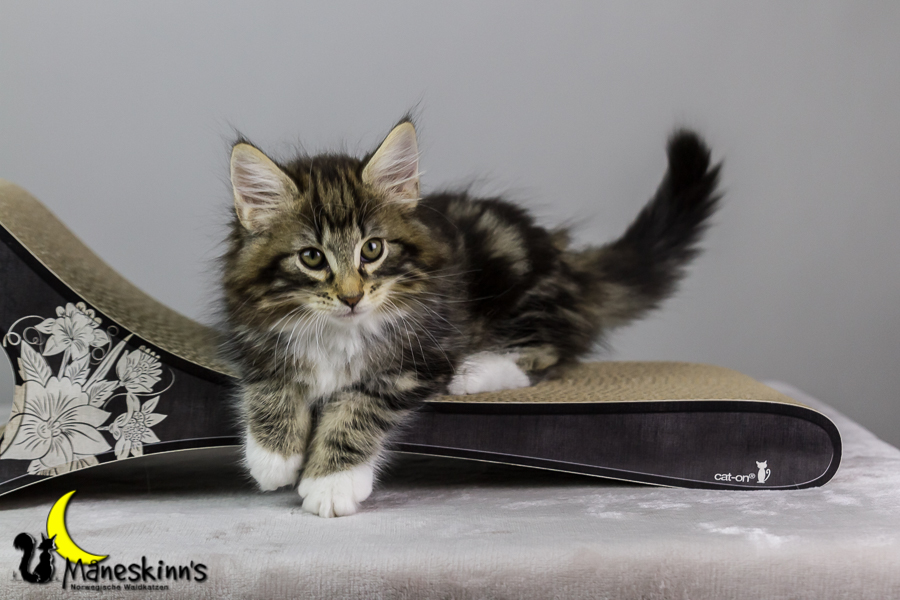 Conran (62 Tage alt)