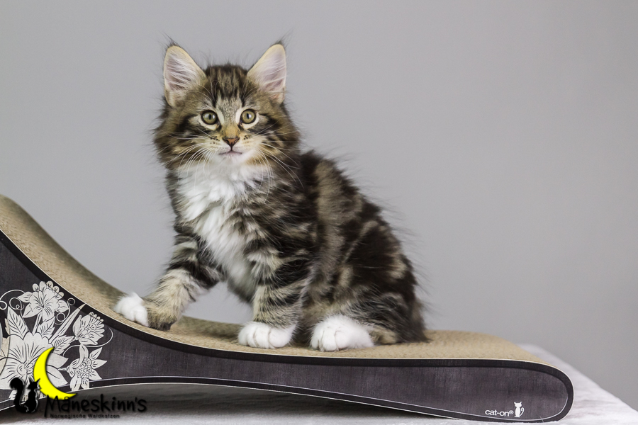 Conran (62 Tage alt)