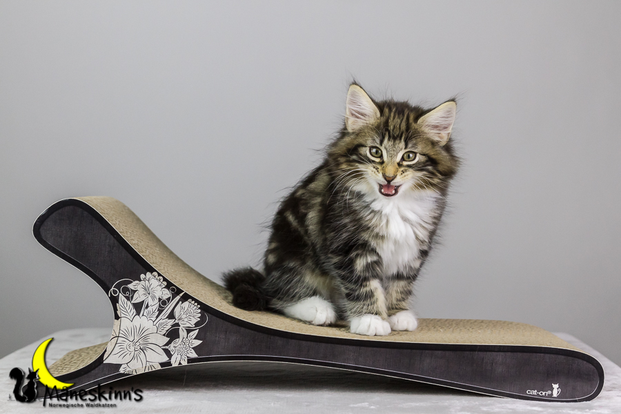 Conran (62 Tage alt)