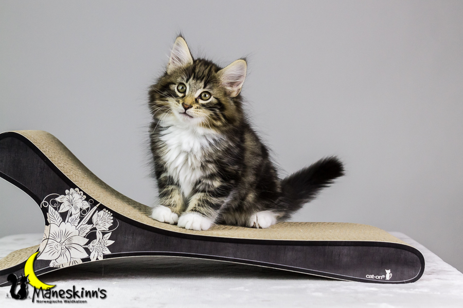 Conran (62 Tage alt)