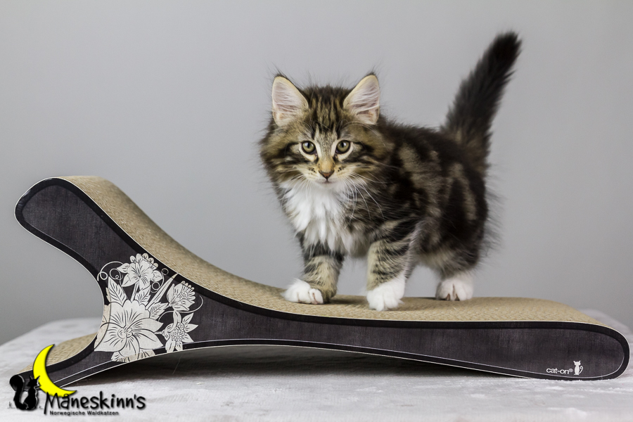 Conran (62 Tage alt)