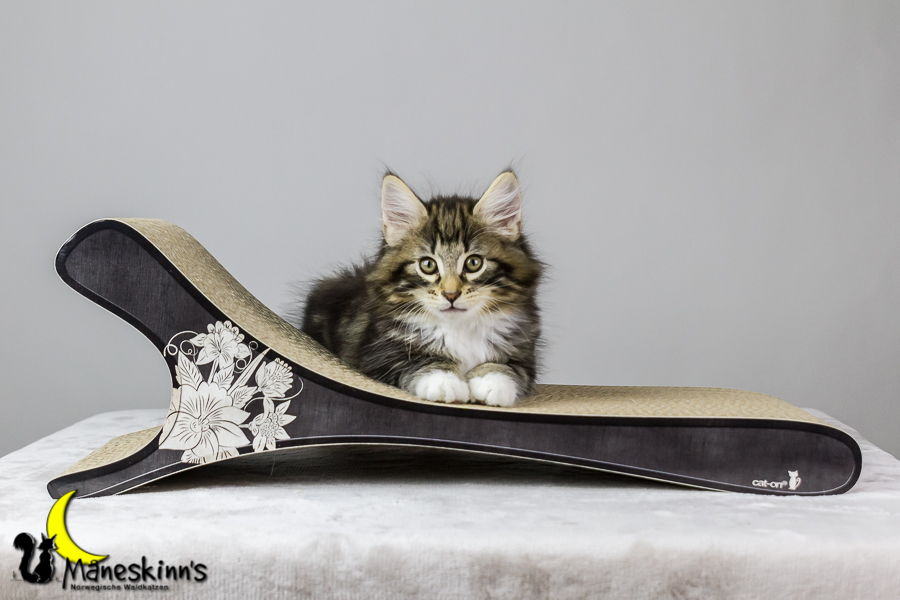 Conran (62 Tage alt)