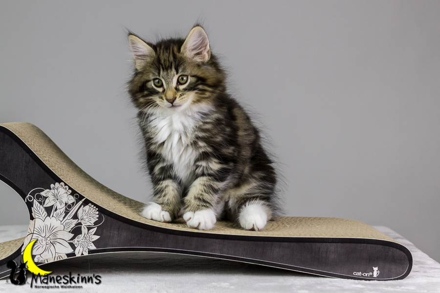 Conran (62 Tage alt)