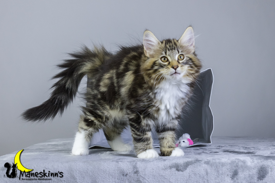 Conran (76 Tage alt)