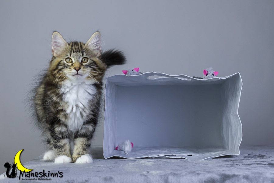 Conran (76 Tage alt)