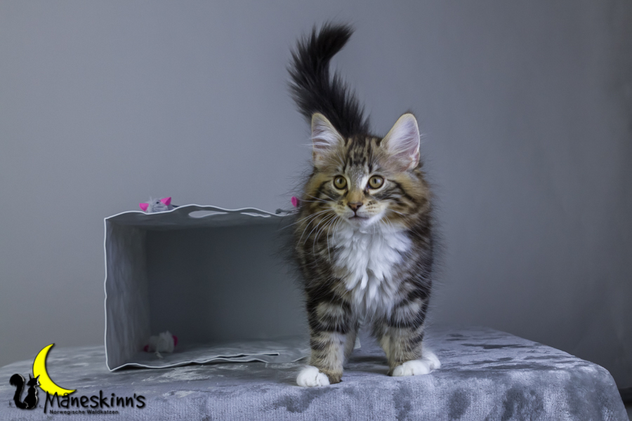 Conran (76 Tage alt)