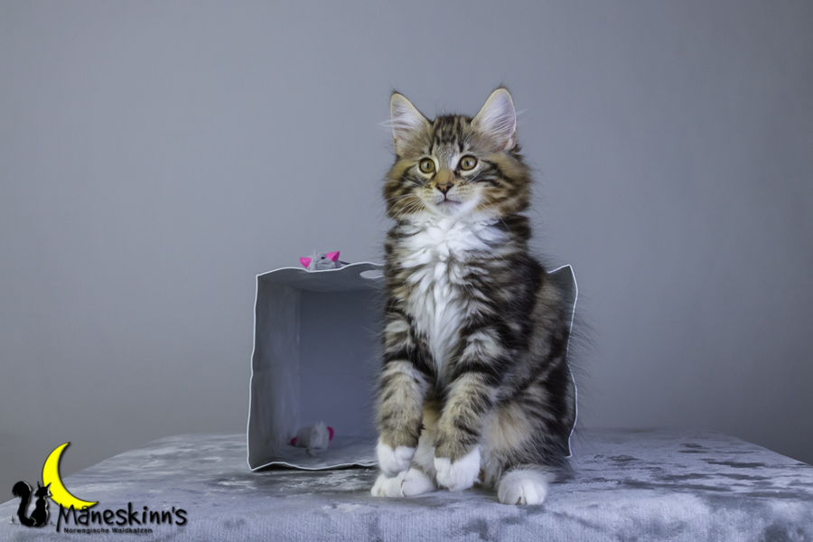 Conran (76 Tage alt)