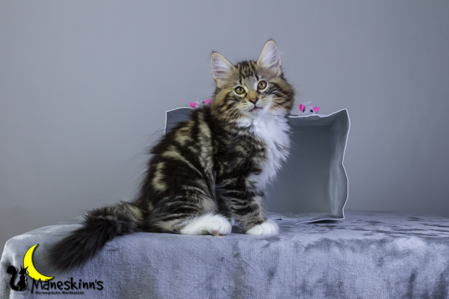 Conran (76 Tage alt)