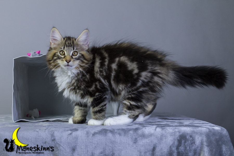 Conran (76 Tage alt)