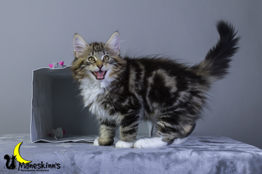 Conran (76 Tage alt)