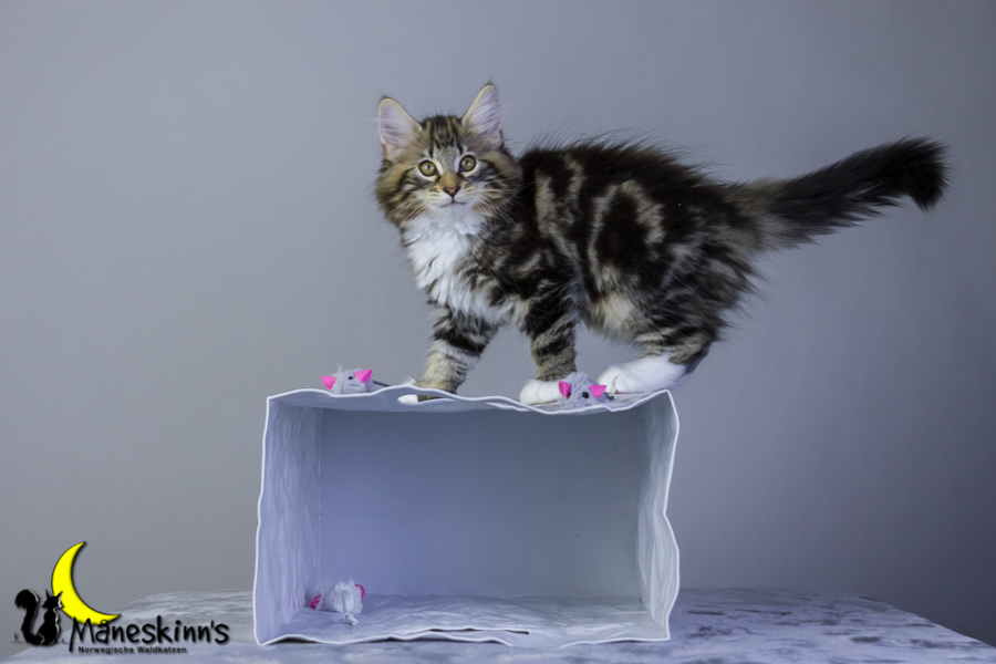 Conran (76 Tage alt)