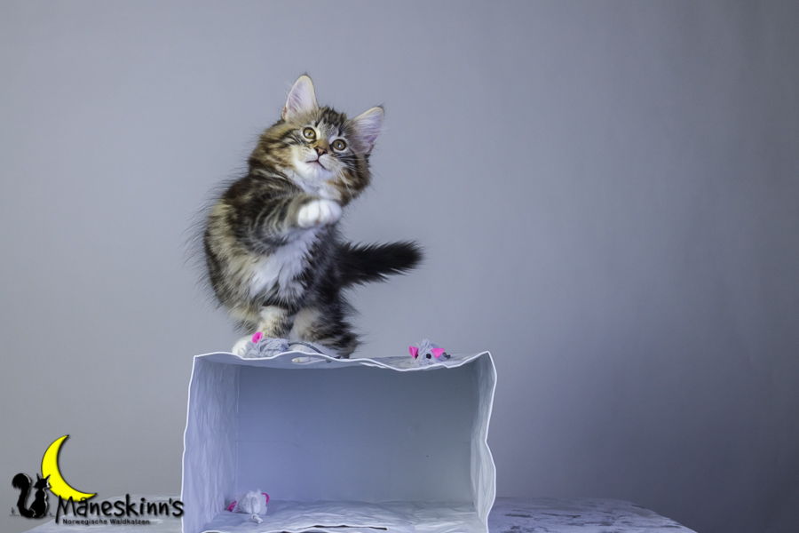 Conran (76 Tage alt)