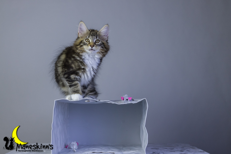 Conran (76 Tage alt)