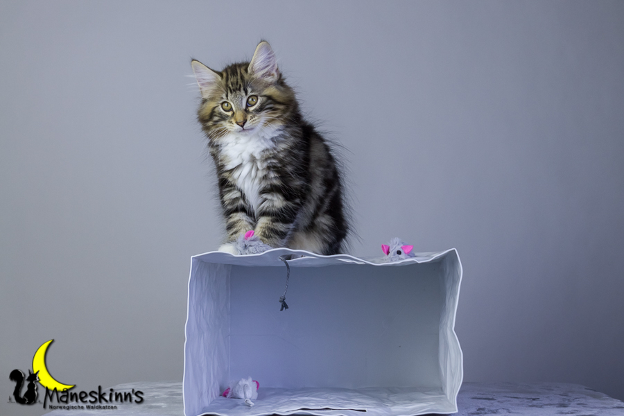 Conran (76 Tage alt)