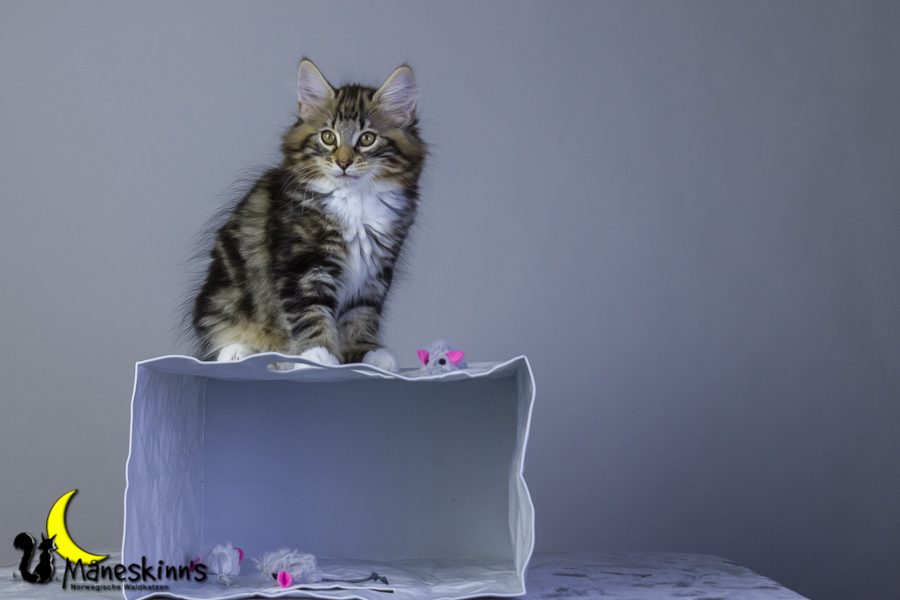 Conran (76 Tage alt)