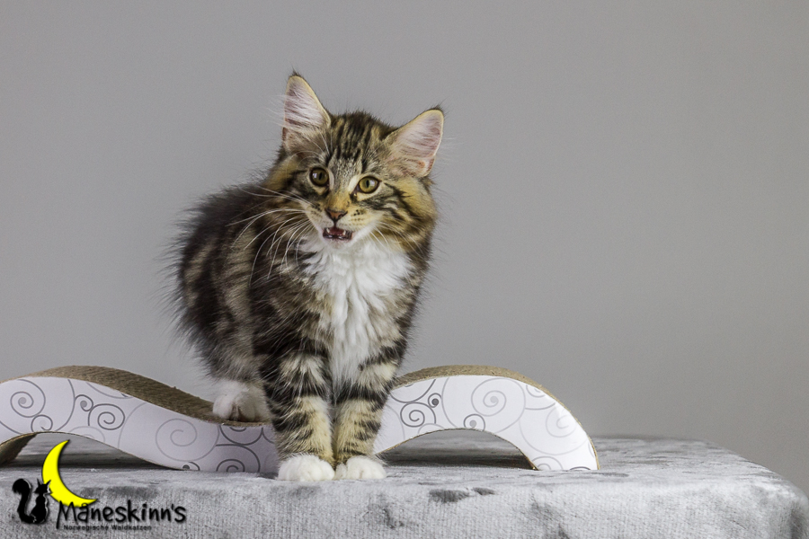 Conran (83 Tage alt)