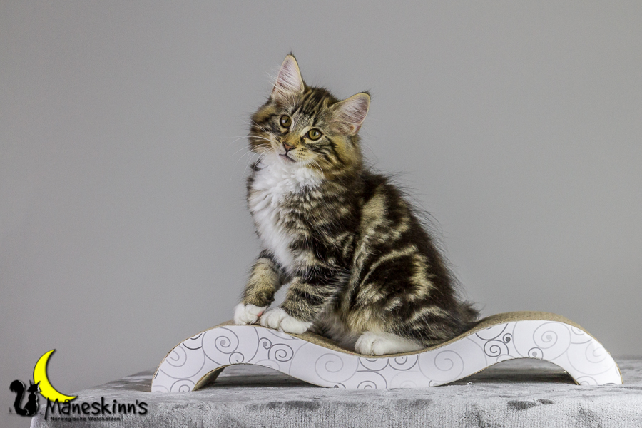 Conran (83 Tage alt)