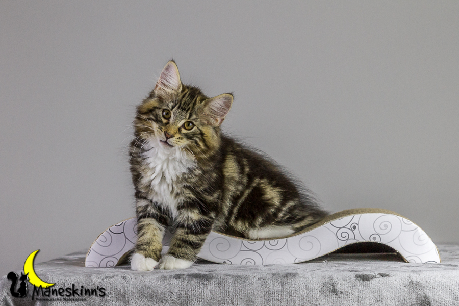 Conran (83 Tage alt)