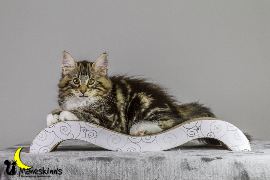 Conran (83 Tage alt)