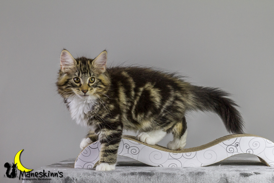 Conran (83 Tage alt)